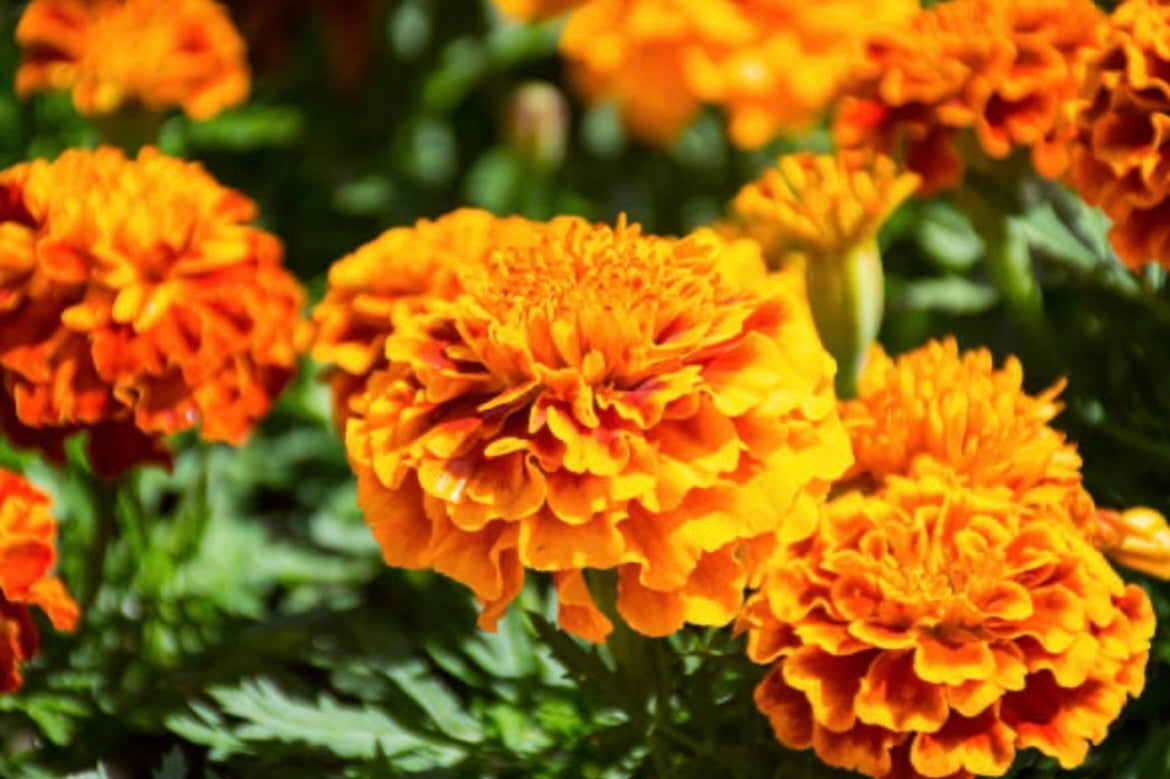 Marigold Flower Extract